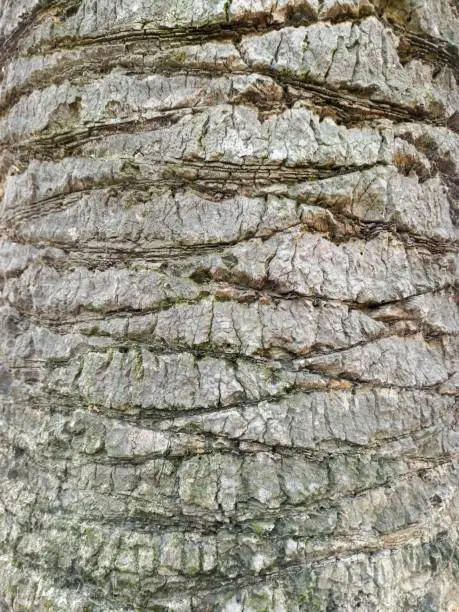 Close-up of a palm tree trunk, natural texture