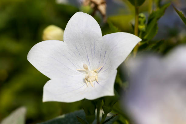 istock white flowers in the spring season 1336619887