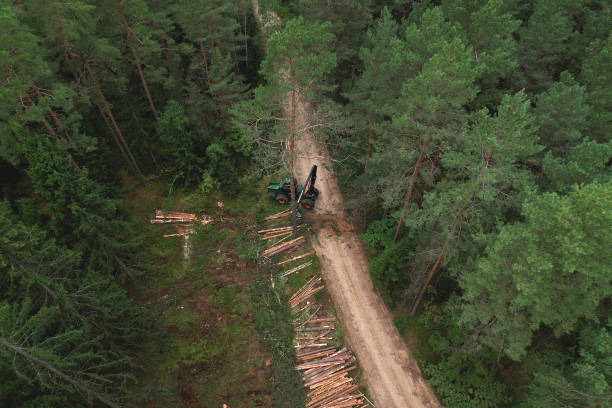 istock Forest harvester during sawing trees in a forest. 1336620172