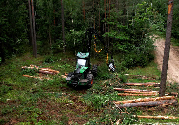 istock Forest harvester during sawing trees in a forest. 1336620195