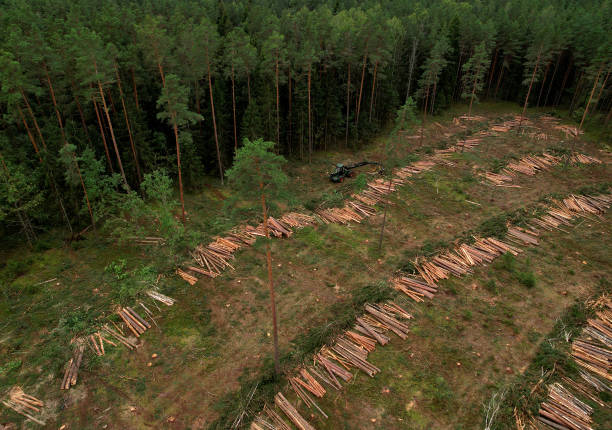 istock Deforestation forest and Illegal logging. Cutting trees. Stacks of cut wood. 1336620337