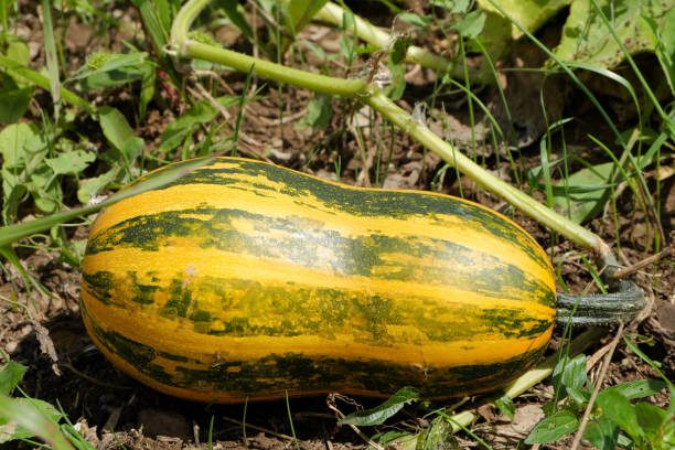 istock A beautiful yellow pumpkin on a plantation maturing under the bright sun. 1336620348