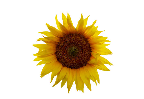 istock Sunflowers isolated in white background. 1336620424