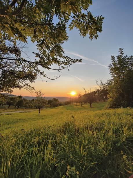 istock A meadow in the Swabian Alb at sunset 1336621328
