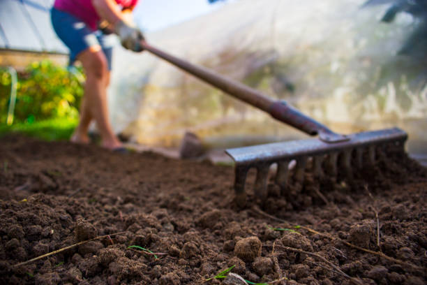 une femme nine le sol avec un râteau dans le jardin par une journée ensoleillée d’été - ground preparing photos et images de collection