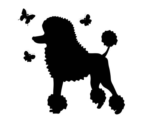 174 Cartoon Of The Cute Poodle Haircuts Illustrations & Clip Art - iStock