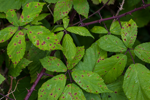 Lime canker disease causes by bacteria