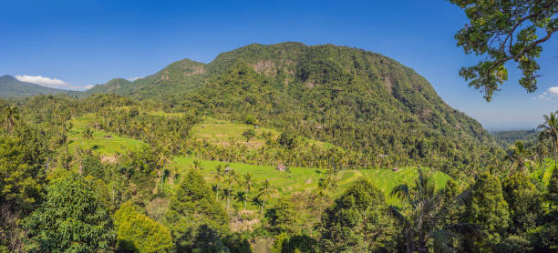 istock Tropical jungle of bali. Forest and mountain 1336624207