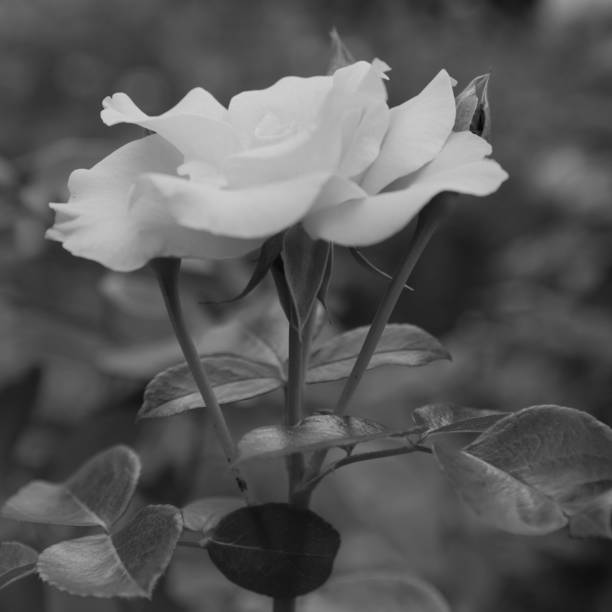 istock Rose flower head in black and white 1336625627