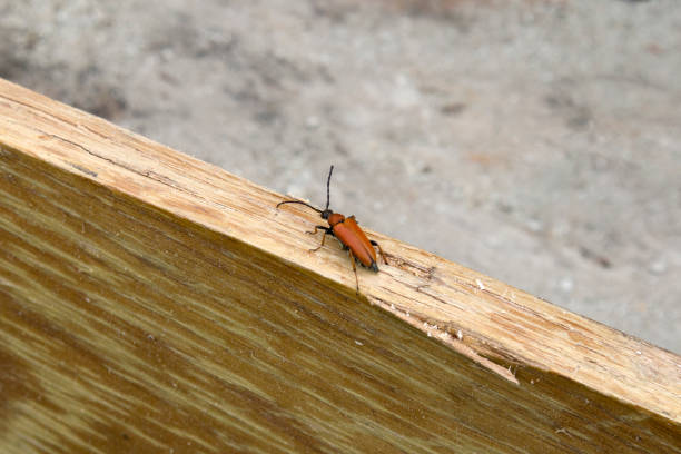 Pyrrhidium sanguineum red beetle on wood and blurred background