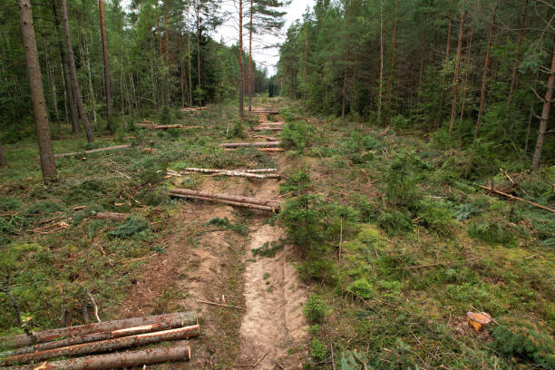 istock Deforestation forest and Illegal logging. Cutting trees. Stacks of cut wood 1336628889