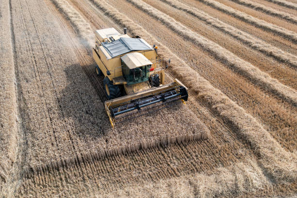 istock Carefully harvesting a ripe wheat crop 1336629047