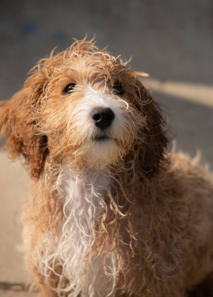 istock Adorable Fourteen Week Old Cockapoo Puppy 1336631364