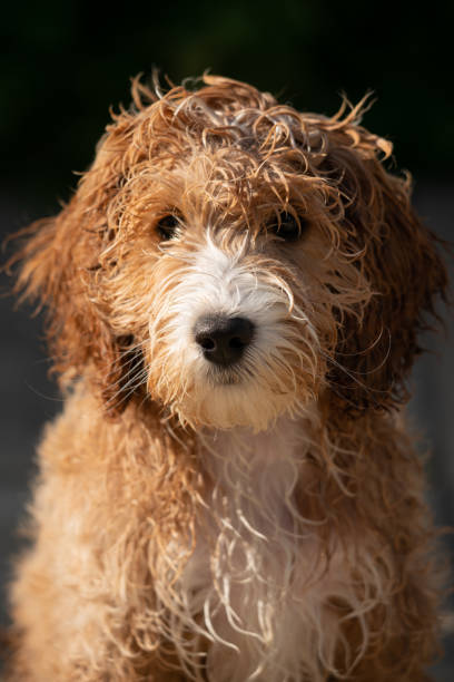istock Adorable Fourteen Week Old Cockapoo Puppy 1336631366