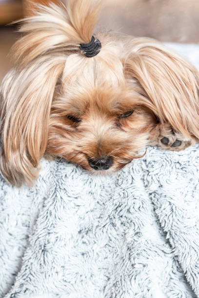 istock York breed of dogs. 1336631455
