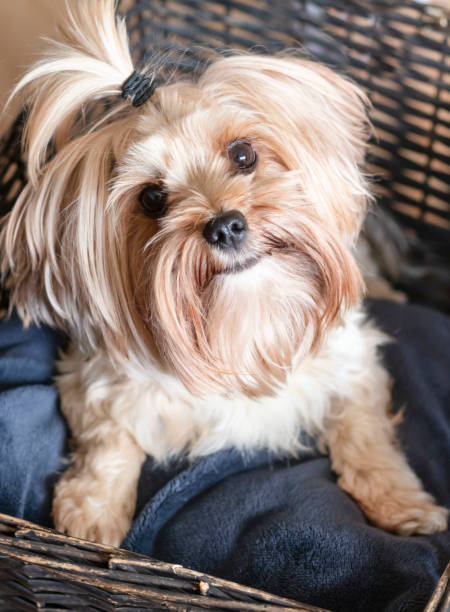 istock York breed of dogs. 1336631465