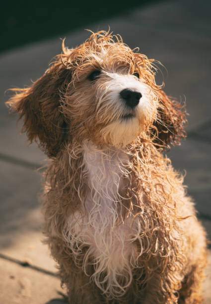 istock Adorable Fourteen Week Old Cockapoo Puppy 1336631564