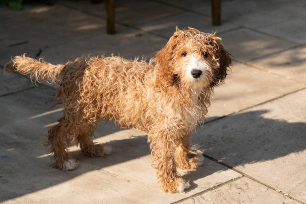 istock Adorable Fourteen Week Old Cockapoo Puppy 1336631566