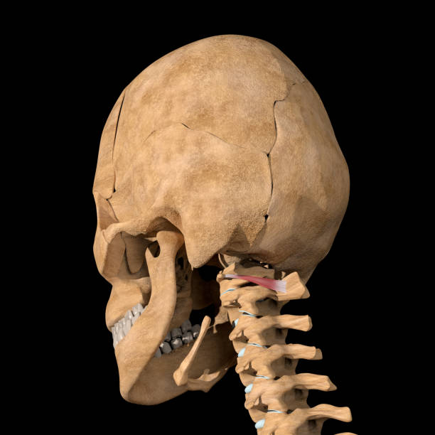 istock 3d Illustration of the Obliquus Capitis Inferior Muscles on Skeleton 1336631702
