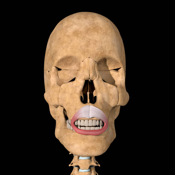 istock 3d Illustration of the Orbicularis Oris Muscle on Skeleton 1336631719