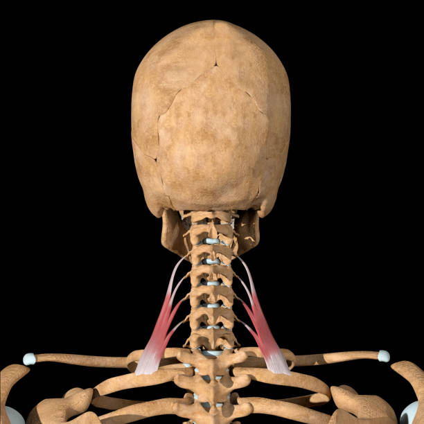 3d Illustration of the Scalene Posterior Muscles on Skeleton stock photo