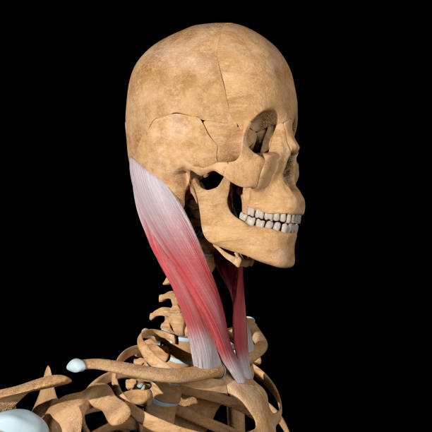 3d Illustration of the Sternocleidomastoid Muscles on Skeleton stock photo