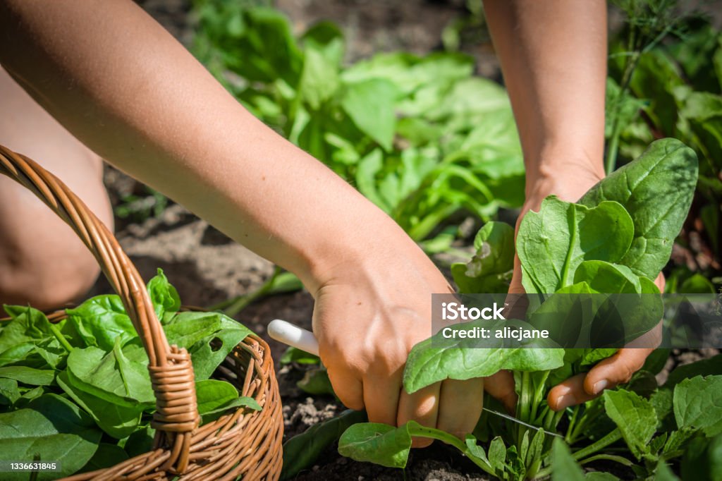 Farmer in the garden picking spinach, bio fresh organic vegetable, harvest on farm Spinach Stock Photo