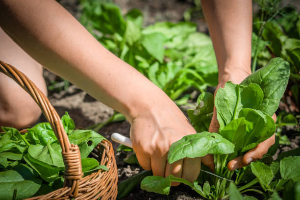 Farmer in the garden picking spinach, bio fresh organic vegetable, harvest on farm Farmer in the garden picking spinach, bio fresh organic vegetable, harvest on farm spinach stock pictures, royalty-free photos & images