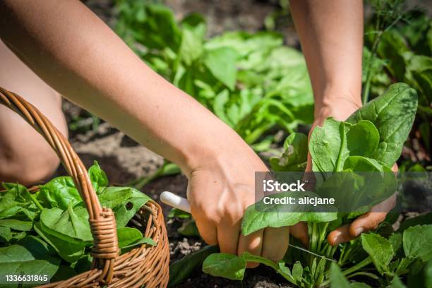 Farmer In The Garden Picking Spinach Bio Fresh Organic Vegetable Harvest On Farm Stock Photo - Download Image Now