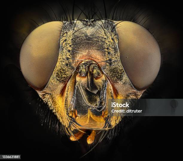 Insect Head Stock Photo - Download Image Now - Animal, Color Image, Horizontal