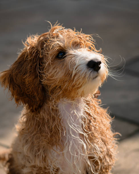 istock Adorable Fourteen Week Old Cockapoo Puppy 1336632871