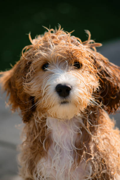 istock Adorable Fourteen Week Old Cockapoo Puppy 1336632918