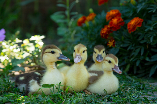 Four ducklings sit on the background of blooming marigolds and eat knotweed