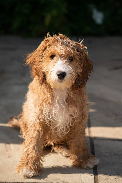 istock Adorable Fourteen Week Old Cockapoo Puppy 1336633538