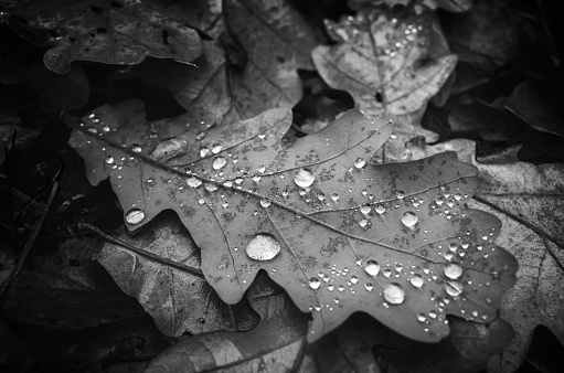 Dry autumn oak tree leaf with water drops lays on the ground, natural  black and white photo with selective focus