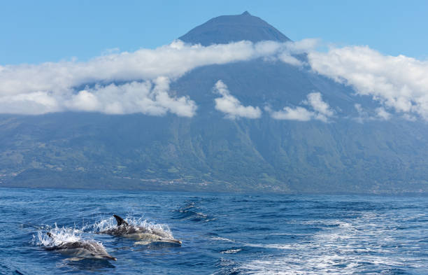 pair of common dolphins in front of volcano pico, azores islands - açores imagens e fotografias de stock