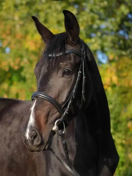 Photo of Race horse portrait on the autumn background