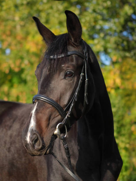 race horse portrait on the autumn background - serbia horse nature landscape imagens e fotografias de stock