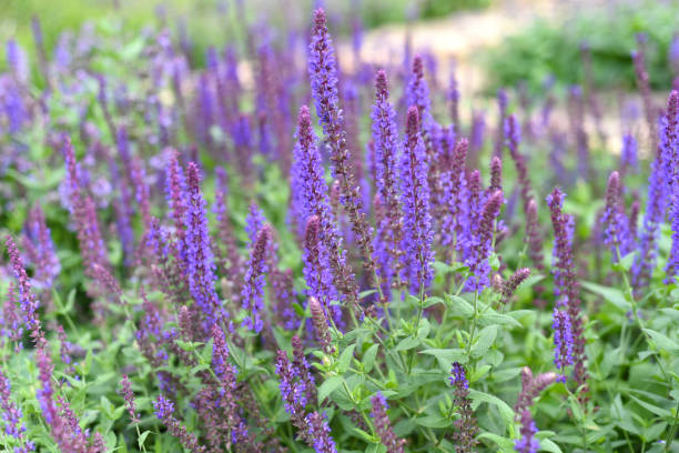 istock Lavender flowers on green background 1336638191