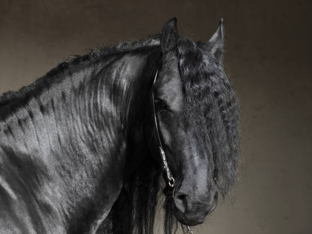 portrait de cheval noir frison sur fond sombre - horse black stallion friesian horse photos et images de collection