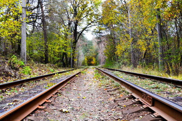 istock railway in the forest. beautiful landscape in the forest. 1336639970