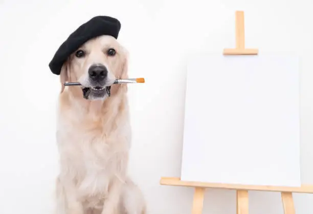 Photo of Dog artist. A golden retriever sits in a beret near an easel with a white blank and holds a brush in its teeth. Place for text or picture