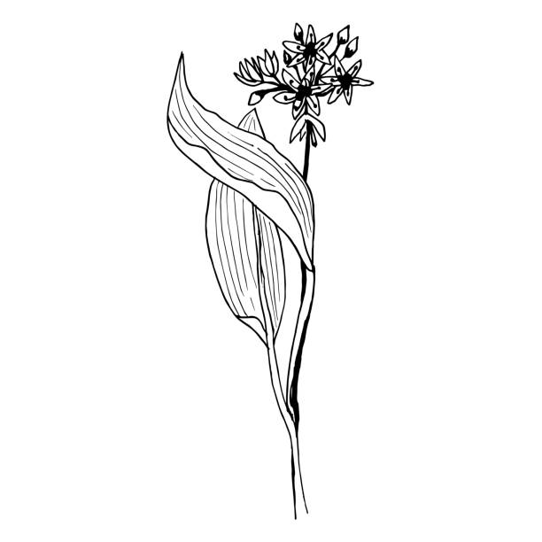 Allium ursinum Vector botanical illustration in a linear sketch style medicinal herb Allium ursinum Vector botanical illustration in a linear sketch style medicinal herb wild garlic leaves stock illustrations