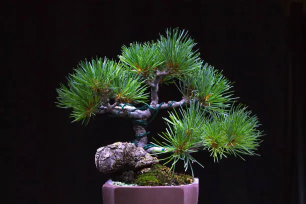 Photo of Japanese black pine tree bonsai