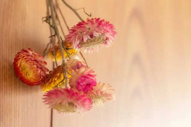A bouquet of dried flowers hanging on the wall