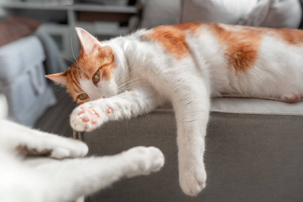 istock a brown and white cat with yellow eyes lying on a couch 1336644037