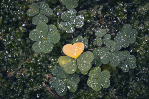 Downwards close-up view of green clovers with raindrops on top after the rain in the forest. Yellow leave heart shape in the center of the scene.