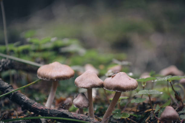 istock Mushrooms in the forest 1336644085