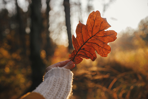 Beautiful autumn leaf in woman hand in evening sunlight. Autumnal background. Woman in cozy sweater holding beautiful oak brown leaf in sunset rays in autumn woods. Space for text