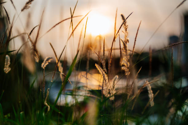 istock Close-up Mission grass back lighting glow against the sunlight 1336644291